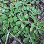 Antennaria parvifolia Листок