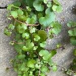 Cymbalaria aequitriloba Leaf