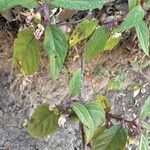 Lonicera webbiana Leaf