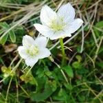 Parnassia palustris Pokrój