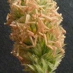 Phleum arenarium 花