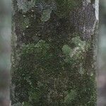 Oxandra asbeckii Corteza