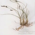Carex frigida Libunga
