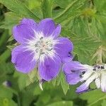 Geranium sylvaticumফুল