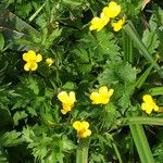 Ranunculus orthorhynchus Hábito