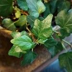 Hedera canariensis Лист