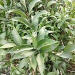 Ruscus hypophyllum Blatt