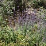 Nepeta nepetella 形態