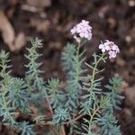 Aethionema coridifolium Fiore