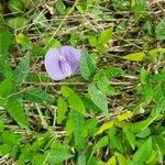 Centrosema virginianum Flower