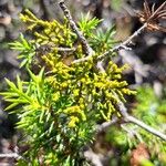 Arceuthobium oxycedri Habit