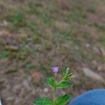 Cuphea calophylla Kvet