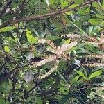 Clethra arborea ফুল