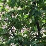 Magnolia figo Hoja