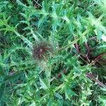 Carlina acaulis Feuille