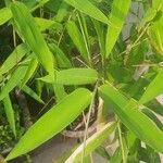 Phyllostachys aurea Blatt