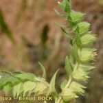 Nonea echioides Máis