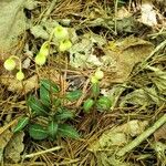 Chimaphila maculata Hábito