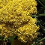 Achillea clypeolata Цветок