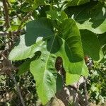 Ficus carica Fulla