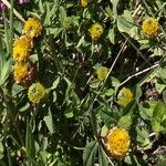 Trifolium badium Цветок