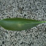 Myoporum sandwicense Leaf