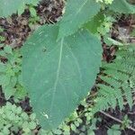 Collinsonia canadensis Hoja