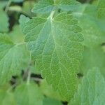 Scutellaria columnae Blad