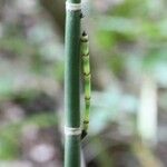 Equisetum laevigatum বাকল