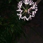 Nerine undulata Flower