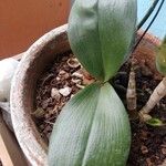 Phalaenopsis × singuliflora Leht