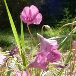 Allium narcissiflorum Blüte