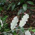 Mabea speciosa Hoja