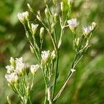 Eremogone longifolia Flor