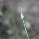 Allium canadense Blatt