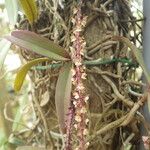 Rhipidoglossum rutilum Flower