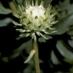Grindelia chiloensis Květ