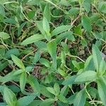 Stevia rebaudiana Агульны выгляд