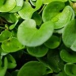Dichondra repens Hoja
