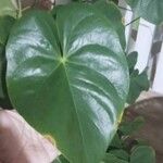 Anthurium nymphaeifolium Frunză
