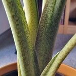 Alocasia macrorrhizos बार्क (छाल)