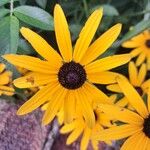 Rudbeckia fulgidaFloare