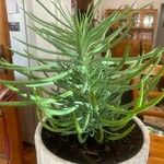 Dudleya edulis Hoja