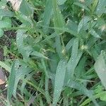 Setaria verticillata Blatt