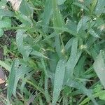 Setaria verticillata Ліст