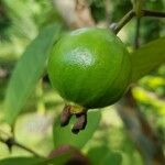 Psidium guajava Frukt