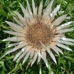 Carlina acaulisFlor