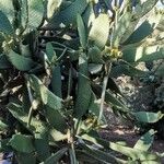 Consolea rubescens Hoja