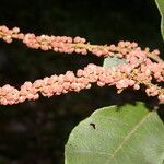 Clethra consimilis Φρούτο