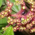 Miconia lacera Leaf